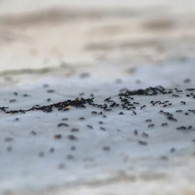 Избавьтесь от муравьев на даче навсегда: проверенные средства для вашего огорода