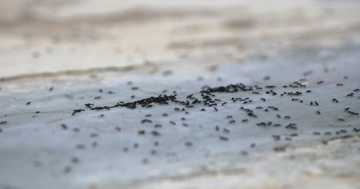 Избавьтесь от муравьев на даче навсегда: проверенные средства для вашего огорода