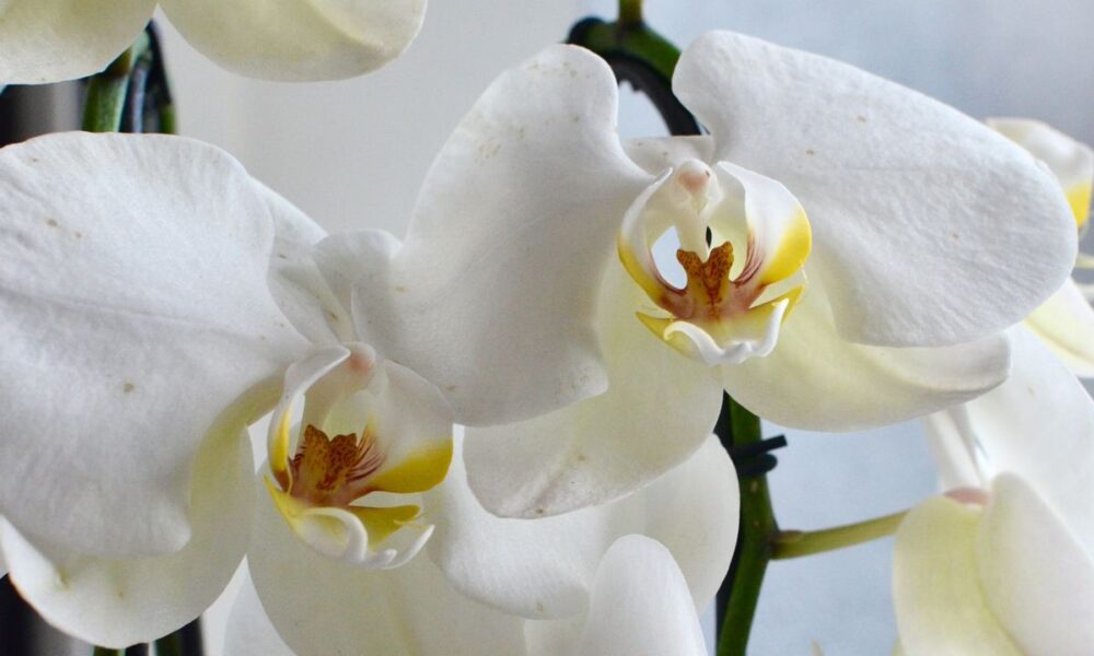 пышное цветение орхидей, орхидеи без удобрений, домашний уход за орхидеями, стимуляция цветения орхидей, как заставить орхидею цвести, секреты орхидей, уход за орхидеями дома, природное цветение орхидей, пышные орхидеи, орхидеи в домашних условиях