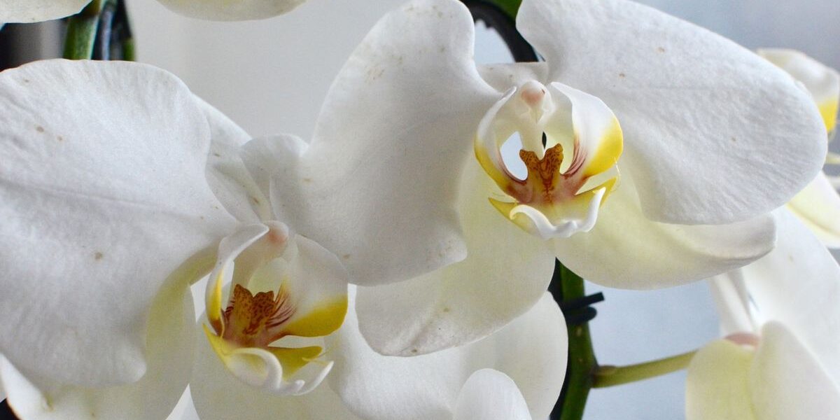 пышное цветение орхидей, орхидеи без удобрений, домашний уход за орхидеями, стимуляция цветения орхидей, как заставить орхидею цвести, секреты орхидей, уход за орхидеями дома, природное цветение орхидей, пышные орхидеи, орхидеи в домашних условиях