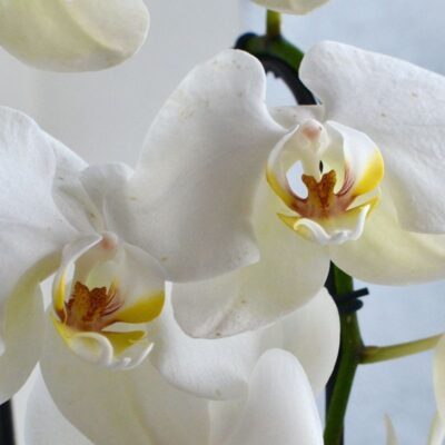 пышное цветение орхидей, орхидеи без удобрений, домашний уход за орхидеями, стимуляция цветения орхидей, как заставить орхидею цвести, секреты орхидей, уход за орхидеями дома, природное цветение орхидей, пышные орхидеи, орхидеи в домашних условиях