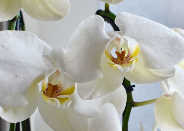 пышное цветение орхидей, орхидеи без удобрений, домашний уход за орхидеями, стимуляция цветения орхидей, как заставить орхидею цвести, секреты орхидей, уход за орхидеями дома, природное цветение орхидей, пышные орхидеи, орхидеи в домашних условиях