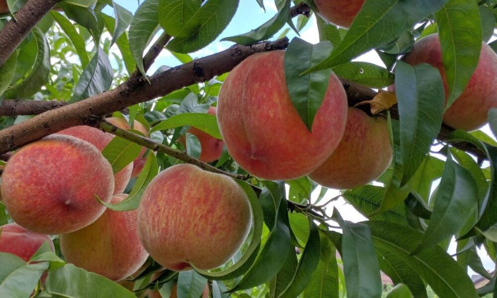 Как вырастить больше персиков: простые хитрости для вашего сада