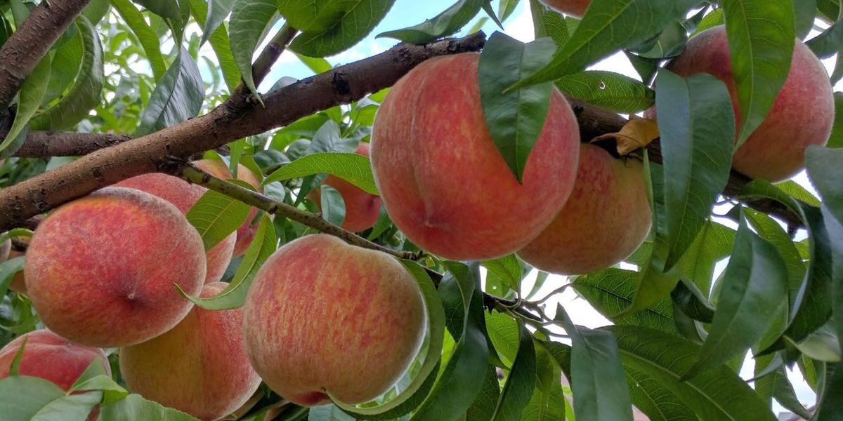 Как вырастить больше персиков: простые хитрости для вашего сада
