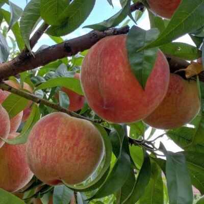 Как вырастить больше персиков: простые хитрости для вашего сада