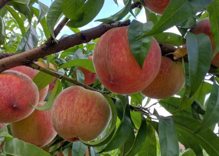 Как вырастить больше персиков: простые хитрости для вашего сада