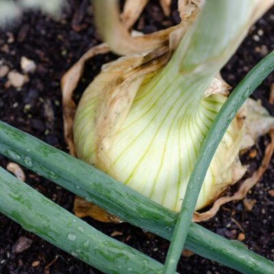 Секреты богатого урожая лука: как избежать стрелок и получить максимум пользы