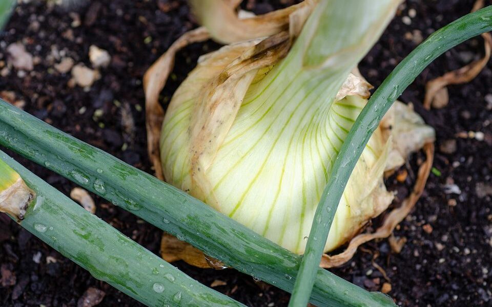 Секреты богатого урожая лука: как избежать стрелок и получить максимум пользы