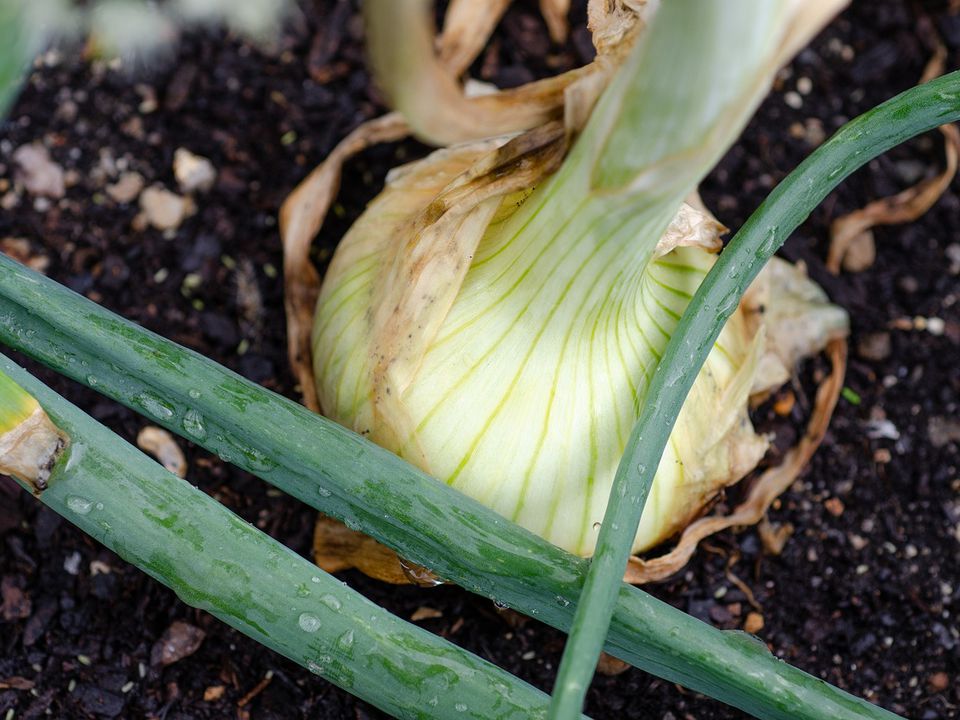 Секреты богатого урожая лука: как избежать стрелок и получить максимум пользы