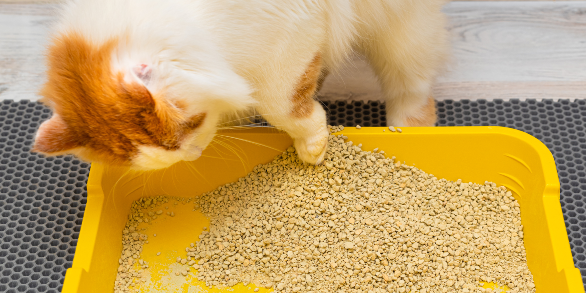 Чистый кошачий лоток: секрет идеальной чистоты без усилий
