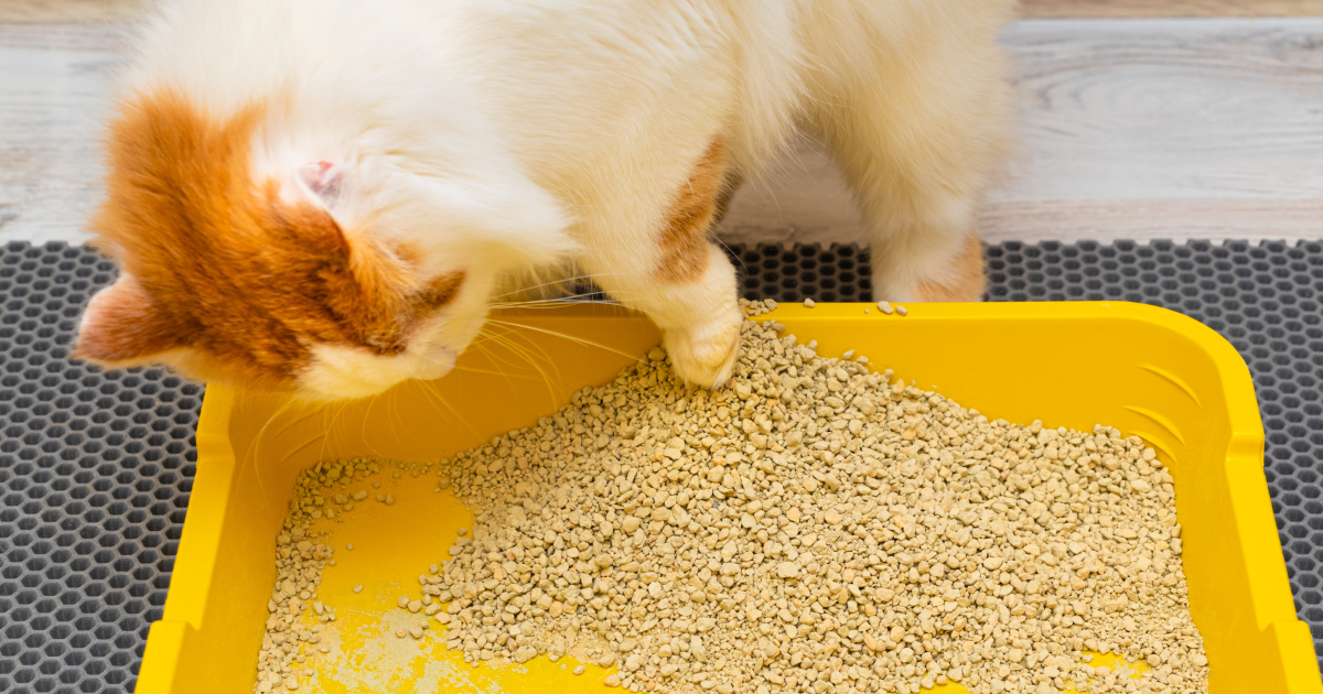Чистый кошачий лоток: секрет идеальной чистоты без усилий