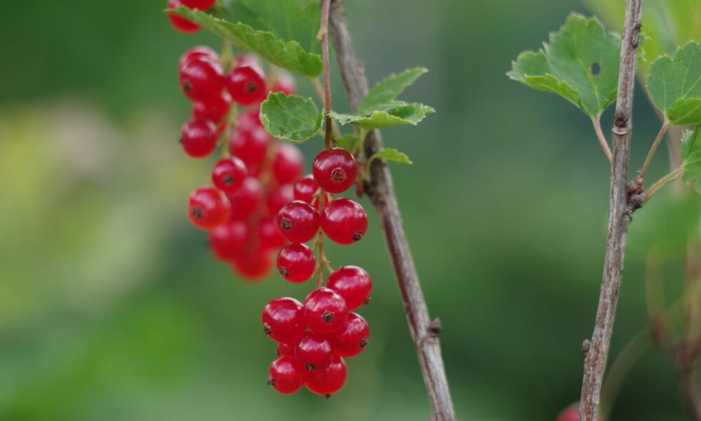 Смородина после сбора урожая: уход, который продлит жизнь кустам