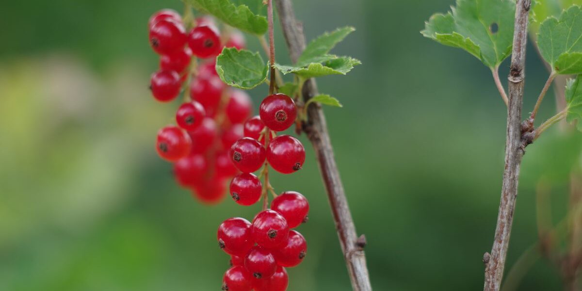 Смородина после сбора урожая: уход, который продлит жизнь кустам