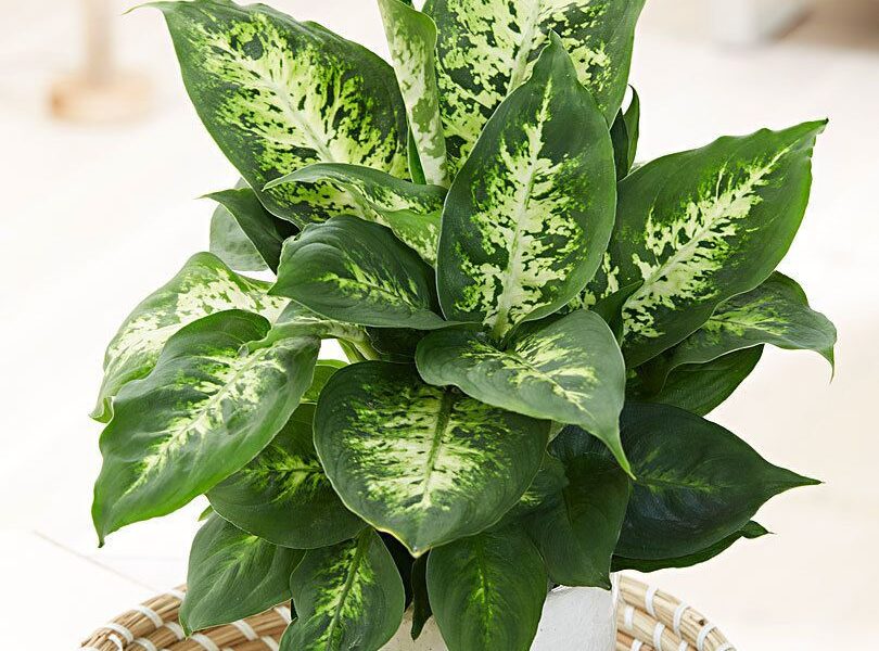 Секреты пышной диффенбахии: уход, который приведет к успеху