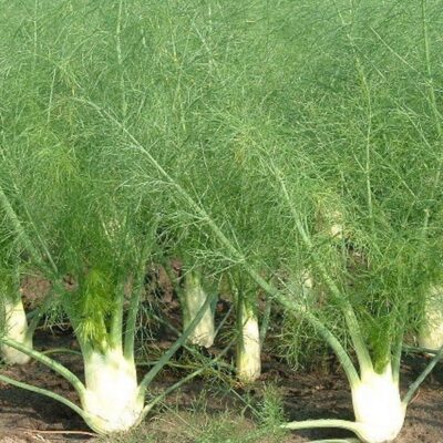 Секреты идеального дома: лайфхаки для современной хозяйки