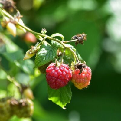 Почему вянет малина в саду и как спасти урожай