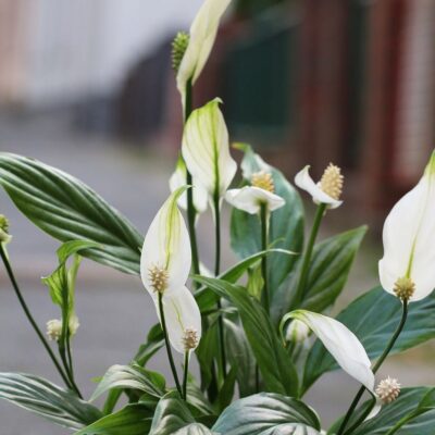 Секрет пышного цветения спатифиллума: простой лайфхак для вашего дома