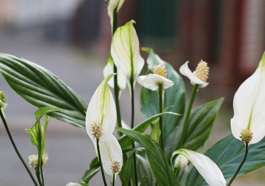 Секрет пышного цветения спатифиллума: простой лайфхак для вашего дома