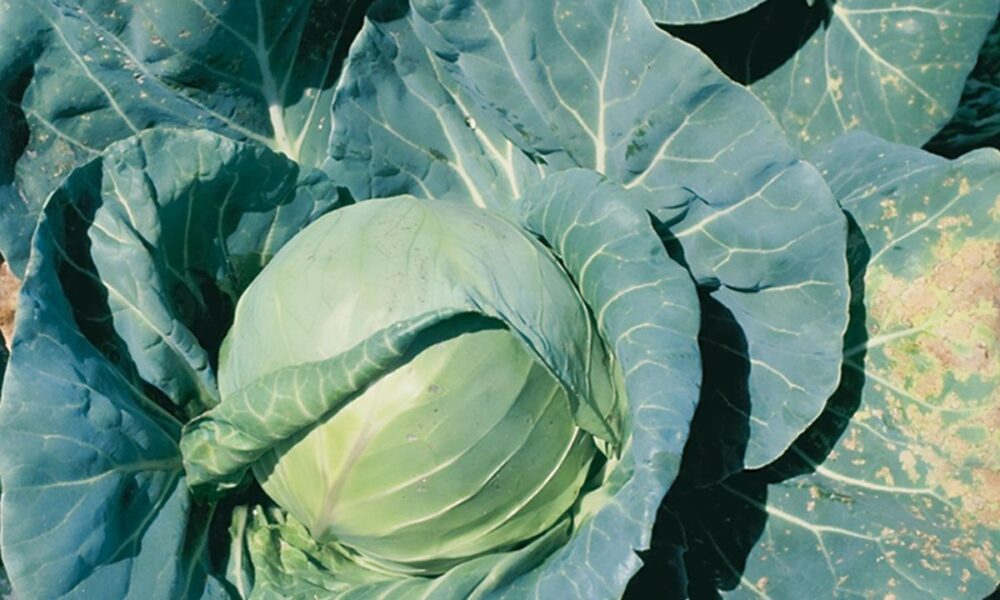 Почему вянет и желтеет капуста: причины и решения для огорода на подоконнике