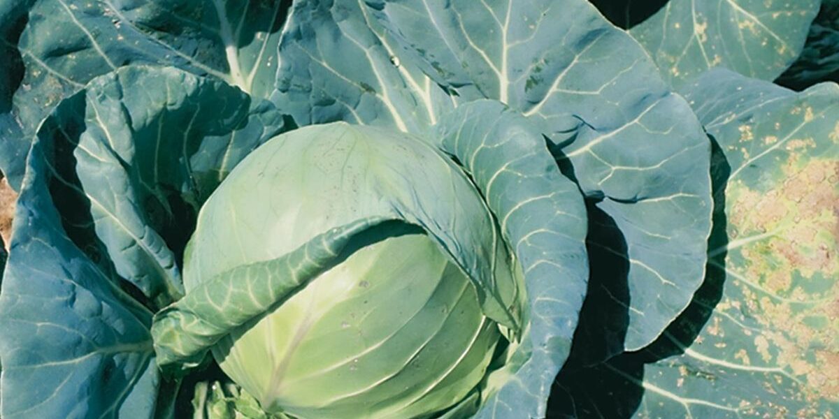 Почему вянет и желтеет капуста: причины и решения для огорода на подоконнике