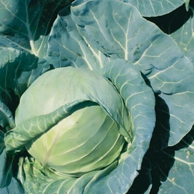 Почему вянет и желтеет капуста: причины и решения для огорода на подоконнике