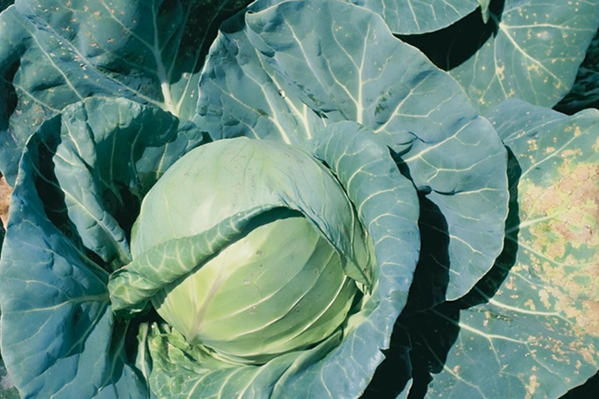 Почему вянет и желтеет капуста: причины и решения для огорода на подоконнике