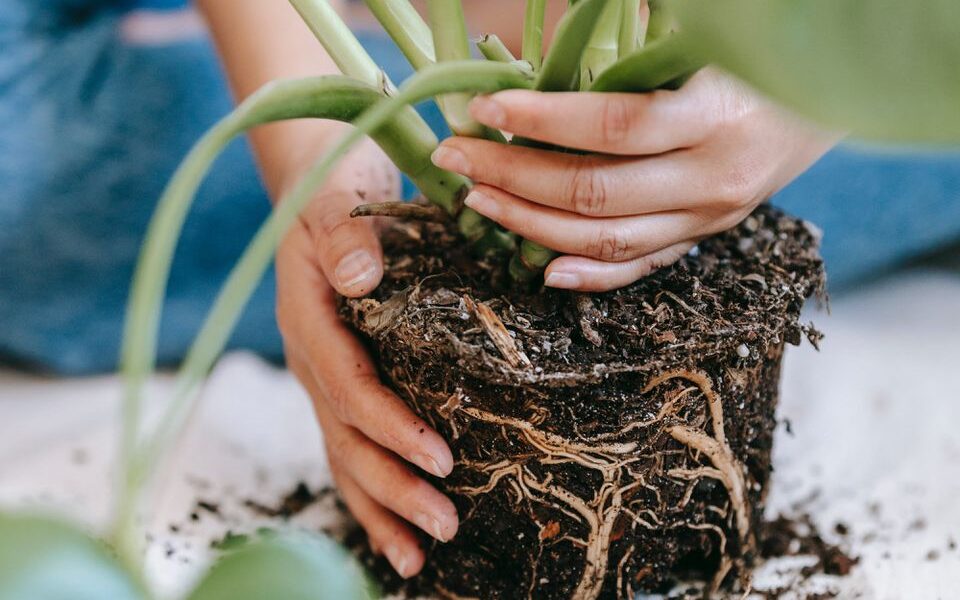 Когда вашей домашней любимице нужна новая "квартира": признаки срочной пересадки