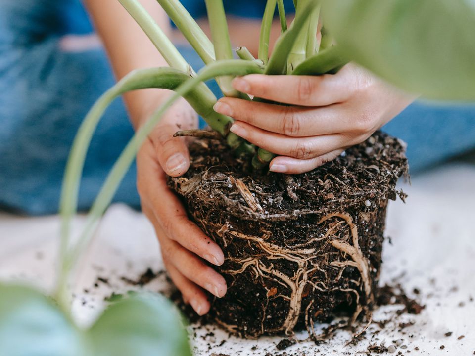 Когда вашей домашней любимице нужна новая "квартира": признаки срочной пересадки