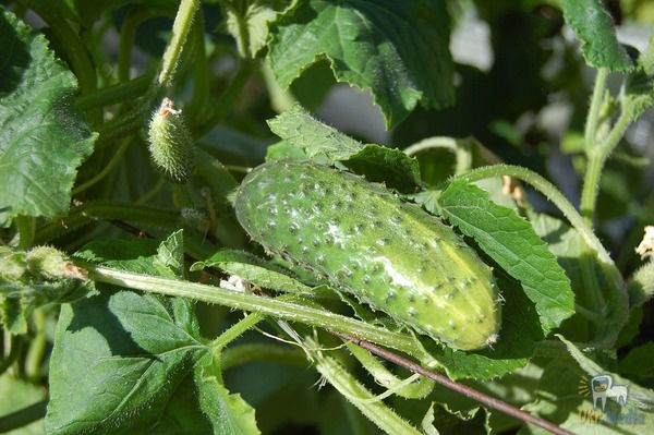 Секреты вкусных домашних огурцов: как вырастить отличный урожай
