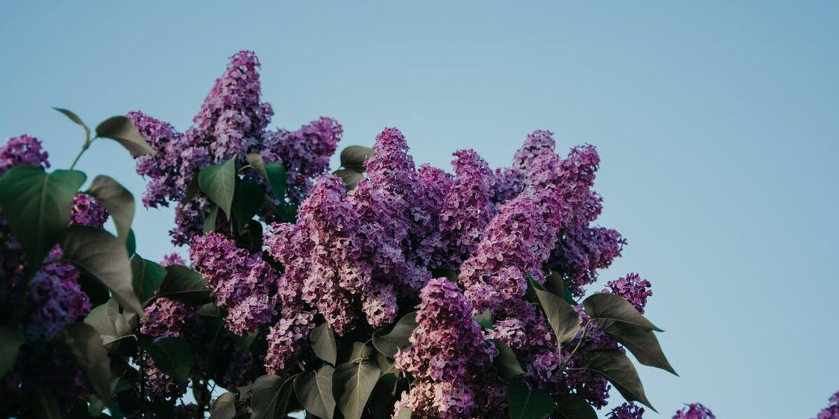 Цветущие кустарники для дачи: выбираем морозостойкие сорта до первых заморозков