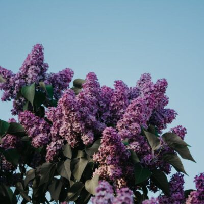 Цветущие кустарники для дачи: выбираем морозостойкие сорта до первых заморозков