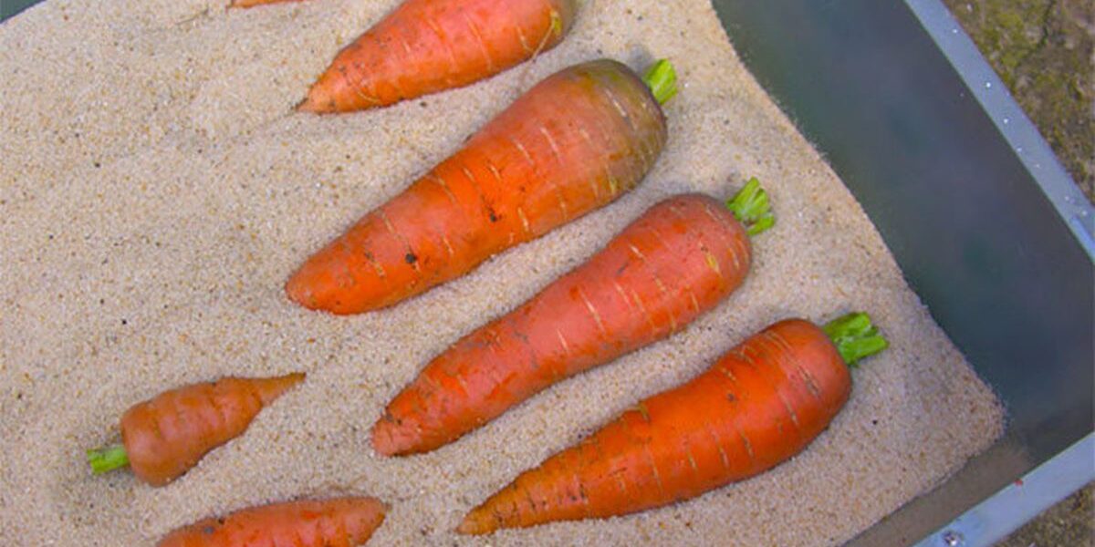 Как сохранить морковь на зиму: секреты свежести и пользы