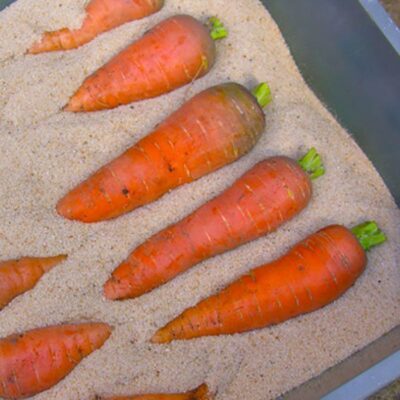 Как сохранить морковь на зиму: секреты свежести и пользы