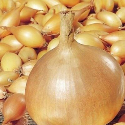 Лайфхаки для хозяек: как сохранить лук-севок до весны дома