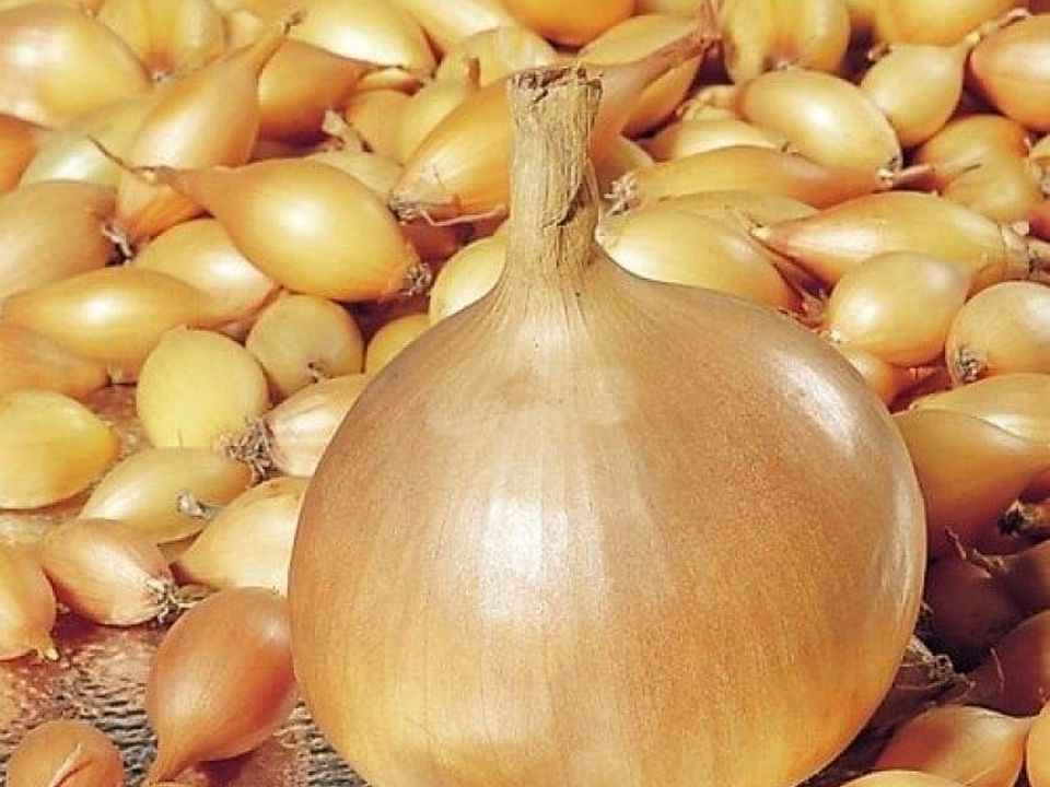 Лайфхаки для хозяек: как сохранить лук-севок до весны дома