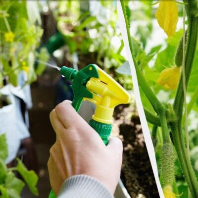 Секрет обильного урожая огурцов: Как увеличить урожай в 3 раза с помощью простого средства