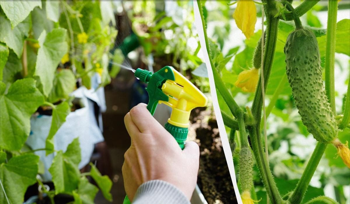 Секрет обильного урожая огурцов: Как увеличить урожай в 3 раза с помощью простого средства