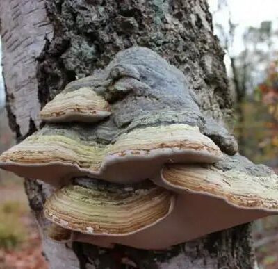 Гриб-трутовик на дереве: как спасти сад от "дьявольских копыт"