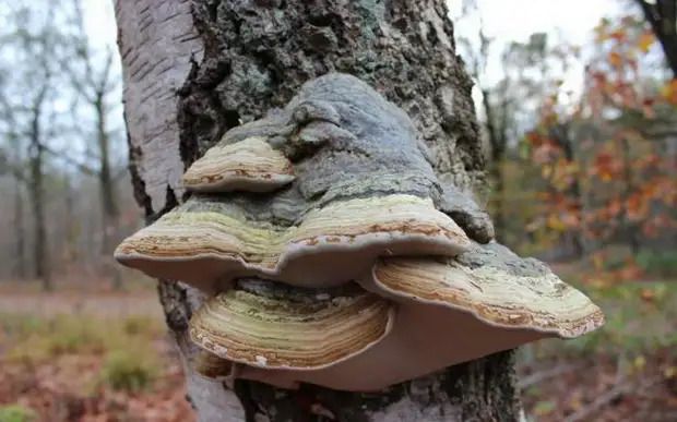 Гриб-трутовик на дереве: как спасти сад от "дьявольских копыт"
