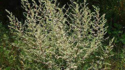 Полынь цитварная: польза для здоровья и применение в саду