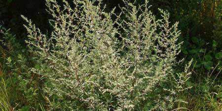 Полынь цитварная: польза для здоровья и применение в саду