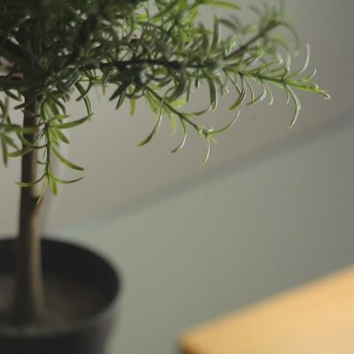 Осенний уют: как ухаживать за комнатными растениями в октябре