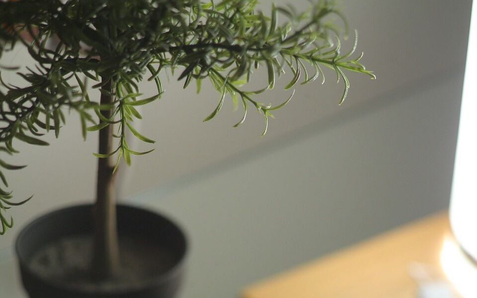 Осенний уют: как ухаживать за комнатными растениями в октябре