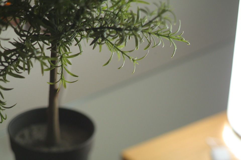 Осенний уют: как ухаживать за комнатными растениями в октябре