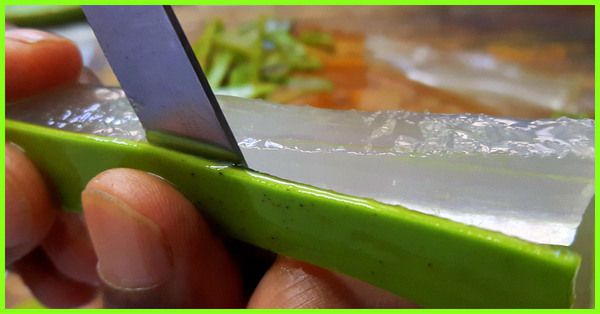 Секреты стройности звезд: как алоэ помогает похудеть