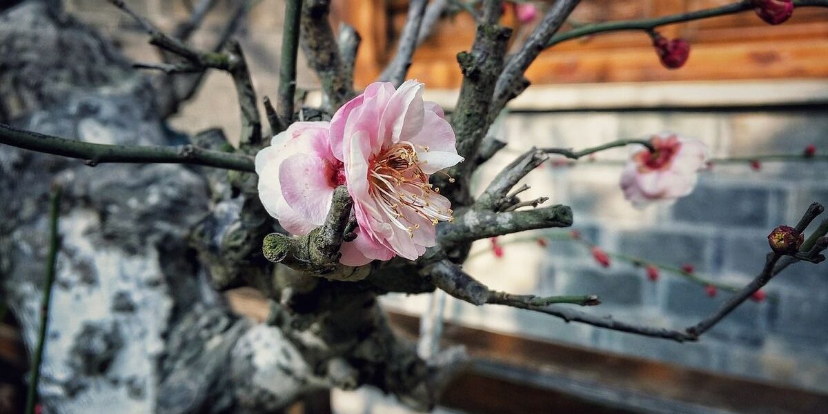 Готовим сад к зиме: чем заняться в саду и огороде в теплую погоду