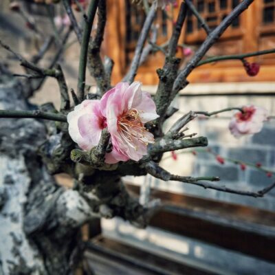 Готовим сад к зиме: чем заняться в саду и огороде в теплую погоду