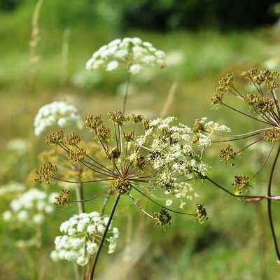 Хранение семян овощей: секреты для любого дома