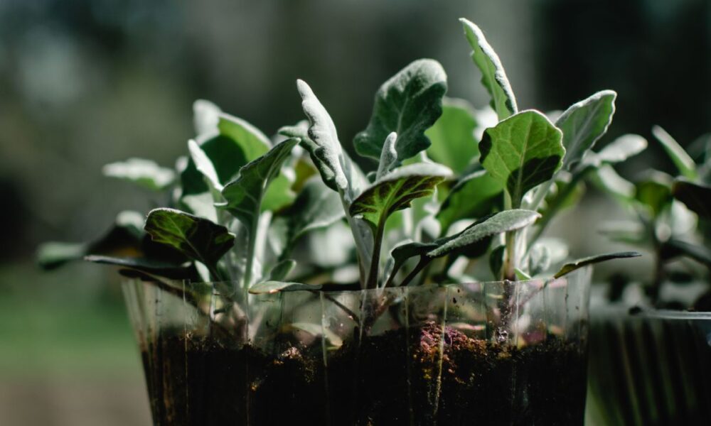 Дешевое удобрение для крепкой и здоровой рассады: секрет пышного урожая