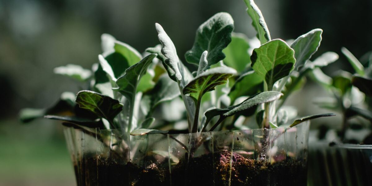 Дешевое удобрение для крепкой и здоровой рассады: секрет пышного урожая